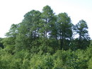 Alnus glutinosa